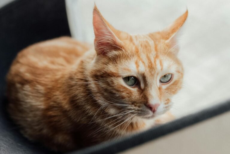 A serene close-up of a ginger tabby cat with green eyes resting indoors.