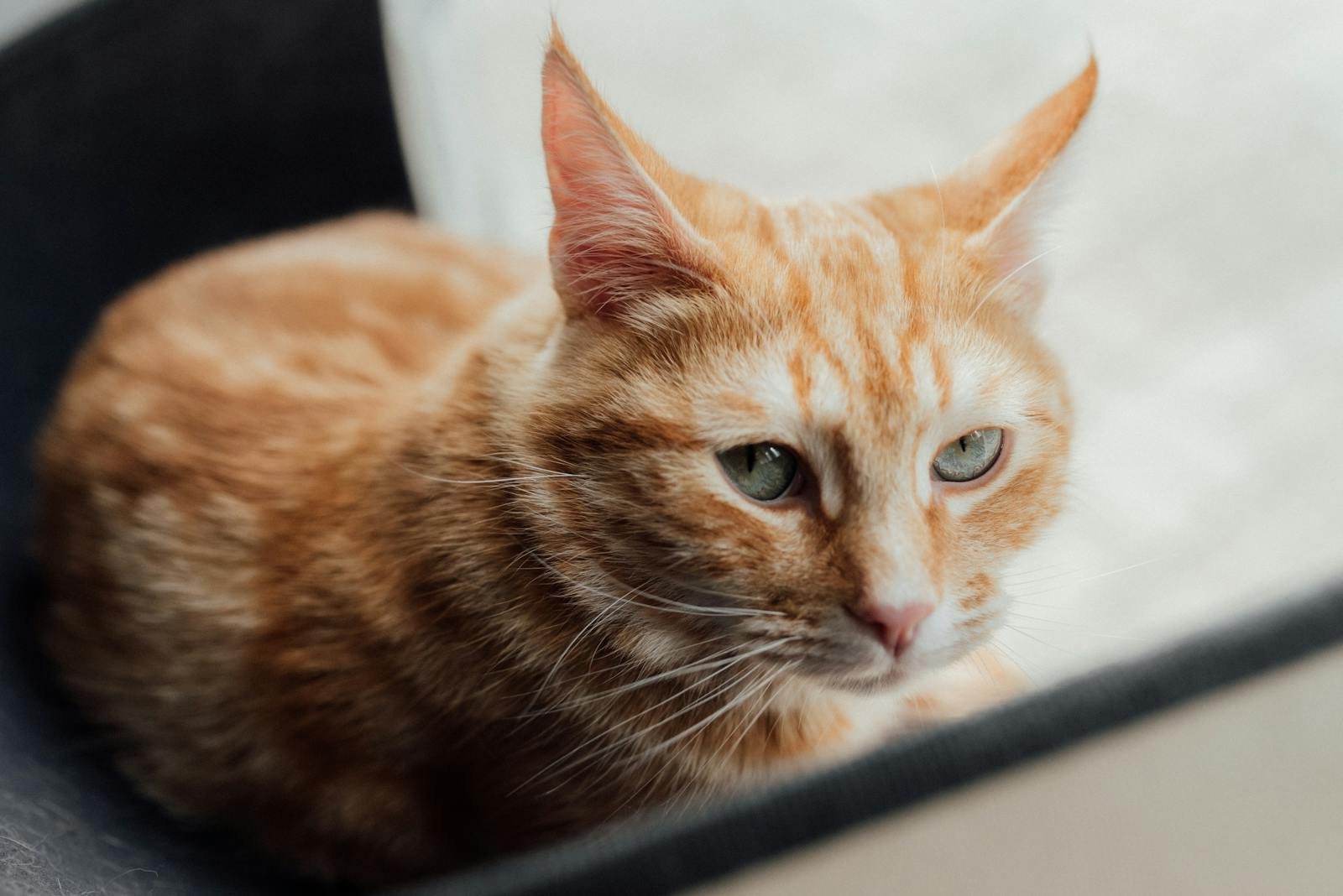 A serene close-up of a ginger tabby cat with green eyes resting indoors.