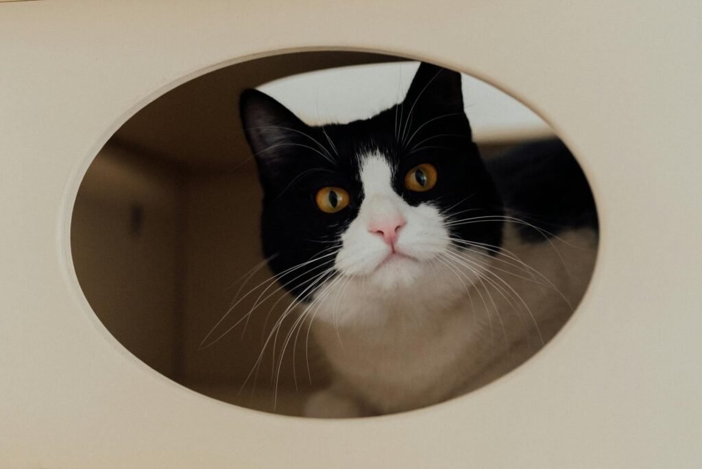Close-up of a cute black and white cat peeking from a cozy nook indoors.