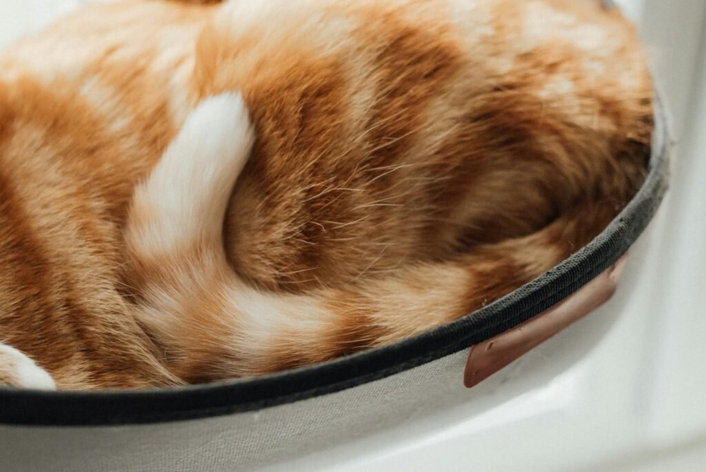 A cozy close-up of a ginger tabby cat's tail curled in a comfy setting.