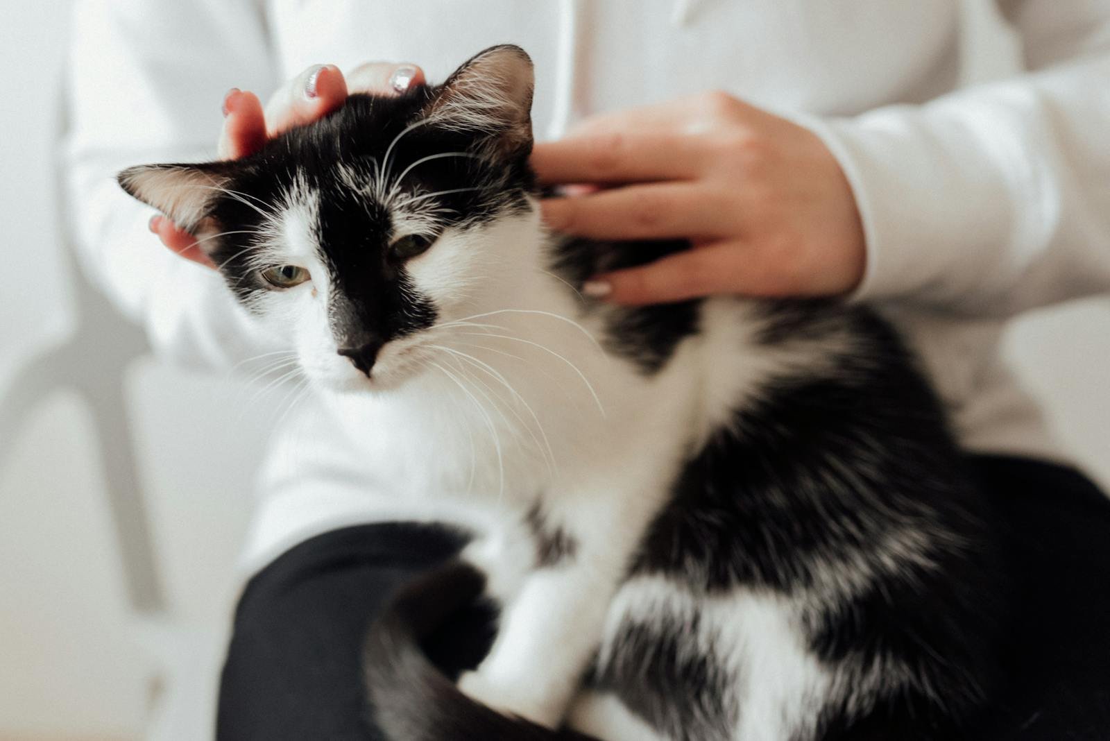 A person gently petting a relaxed black and white cat indoors, creating a calm atmosphere.