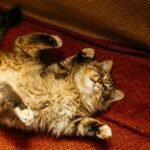 Cute fluffy Maine Coon cat lying upside down on a cozy red blanket indoors.