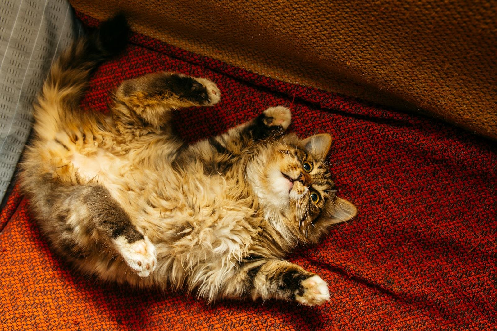 Cute fluffy Maine Coon cat lying upside down on a cozy red blanket indoors.
