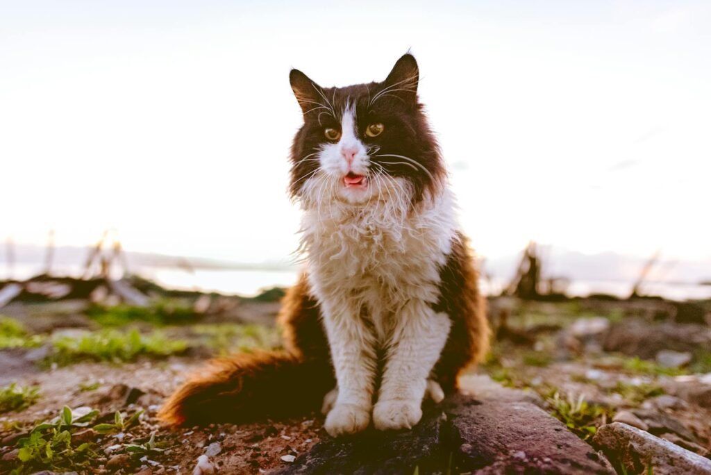 Adorable black and white cat with long fur sitting outdoors during sunset.