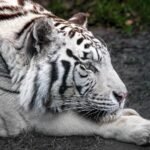 Surprising Intelligence