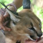 A close-up portrait of a caracal being gently handled, showcasing its natural grace and beauty.