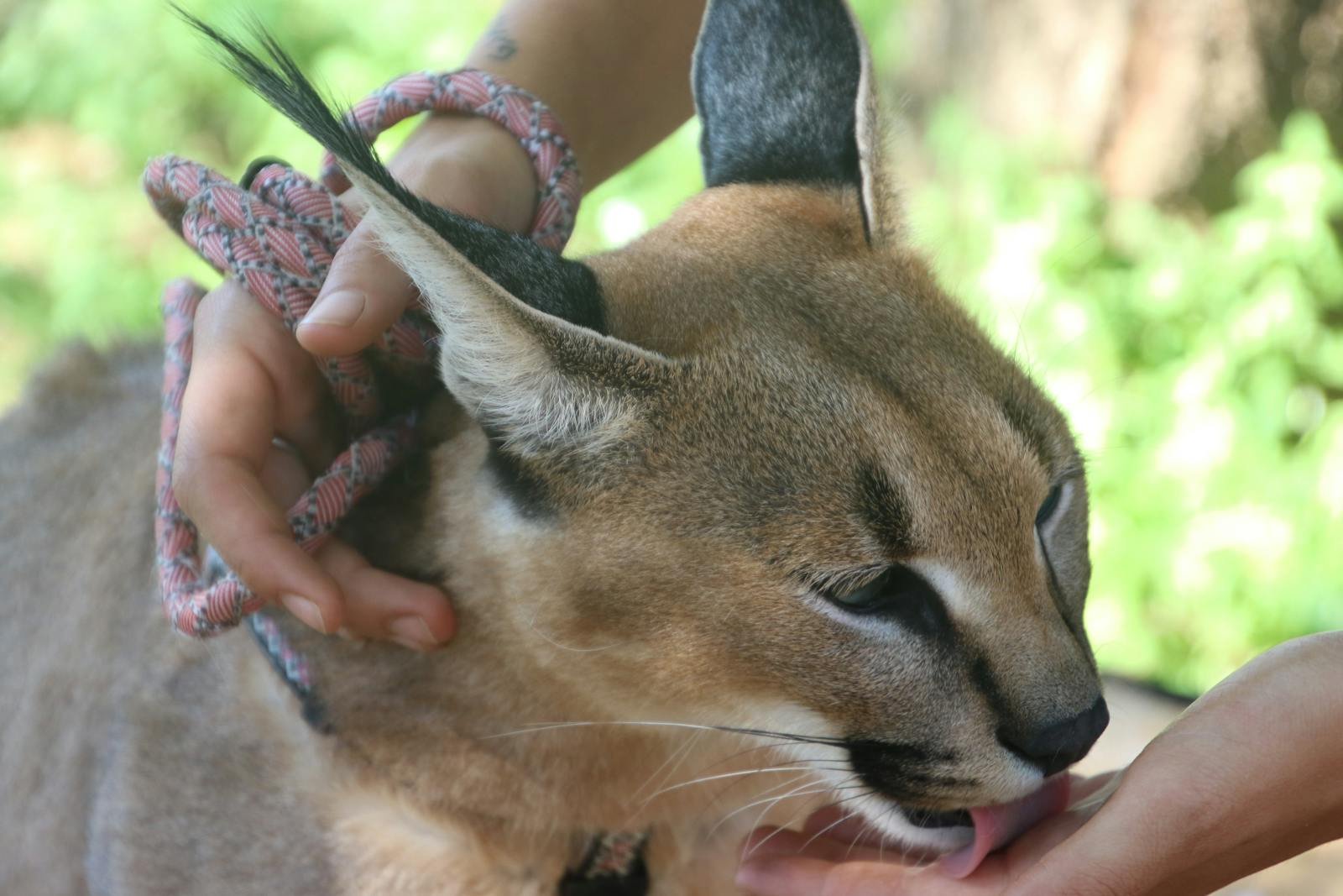 A close-up portrait of a caracal being gently handled, showcasing its natural grace and beauty.