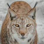 Wild lynx with white and brown fur standing on snowy terrain in countryside in winter day while looking at camera with yellow eyes