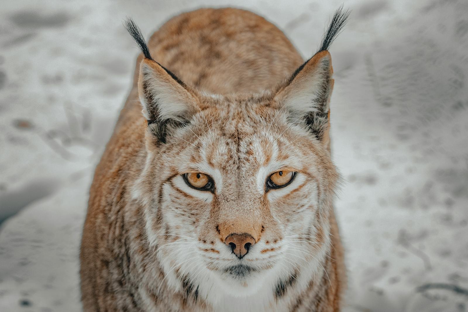 Wild lynx with white and brown fur standing on snowy terrain in countryside in winter day while looking at camera with yellow eyes