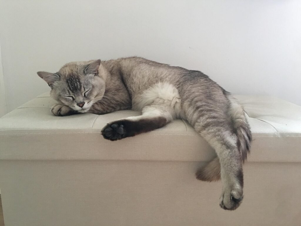burmilla, cat, pet, animal, domestic cat, feline, mammal, sleeping, asleep