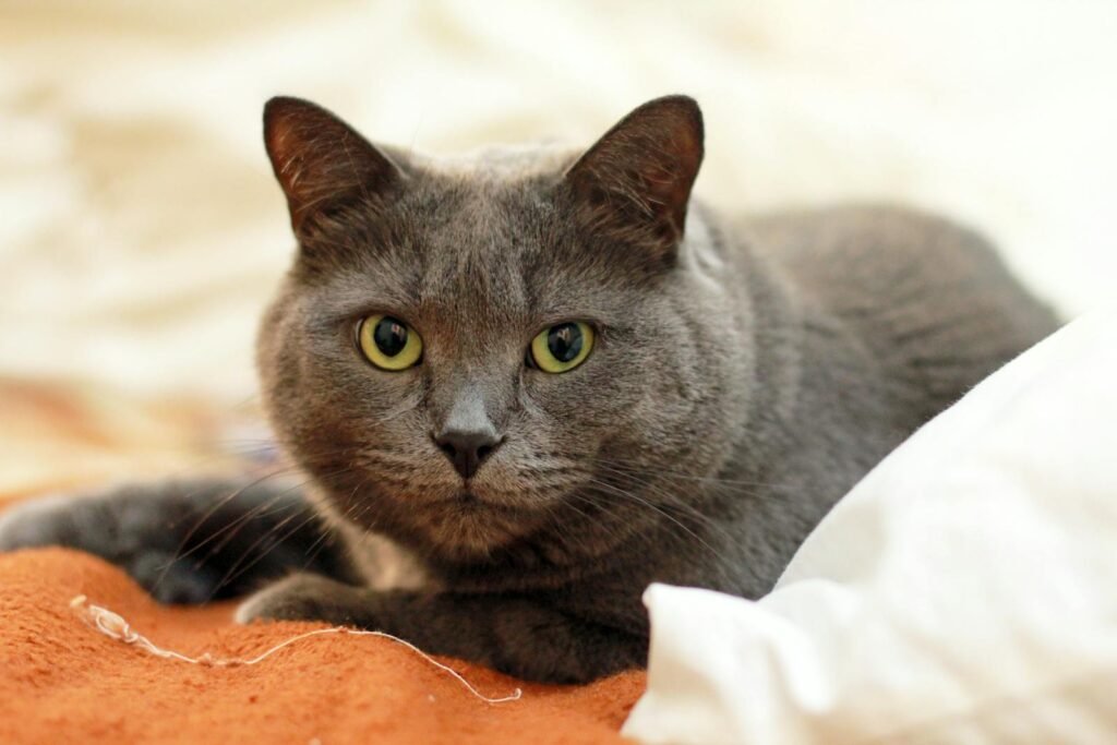 A serene close-up of a grey domestic cat lounging comfortably indoors, showcasing its captivating eyes.