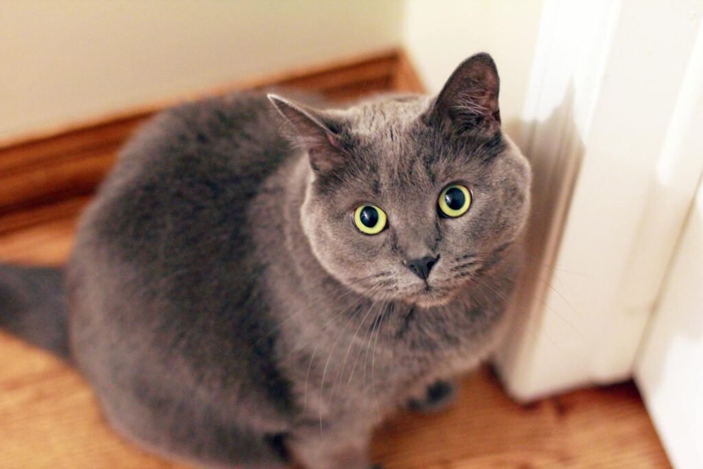 Adorable gray domestic cat looking curiously at the camera indoors.