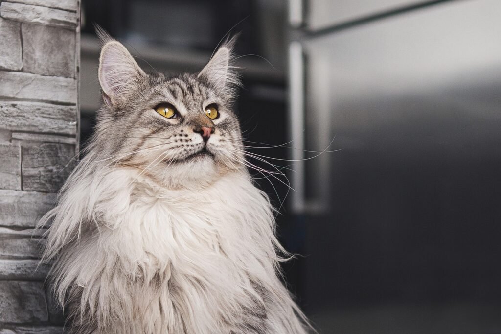 cat, wallpaper hd, free wallpaper, nature, maine coon, feline, pet, fur, animal, portrait, wallpaper, eyes, laptop wallpaper, wallpaper 4k, cat, cat, free background, beautiful wallpaper, cat, desktop backgrounds, cool backgrounds, cat, 4k wallpaper, 4k wallpaper 1920x1080, cat, maine coon, maine coon, full hd wallpaper, maine coon, wallpaper, mac wallpaper, wallpaper, wallpaper, windows wallpaper, hd wallpaper, wallpaper