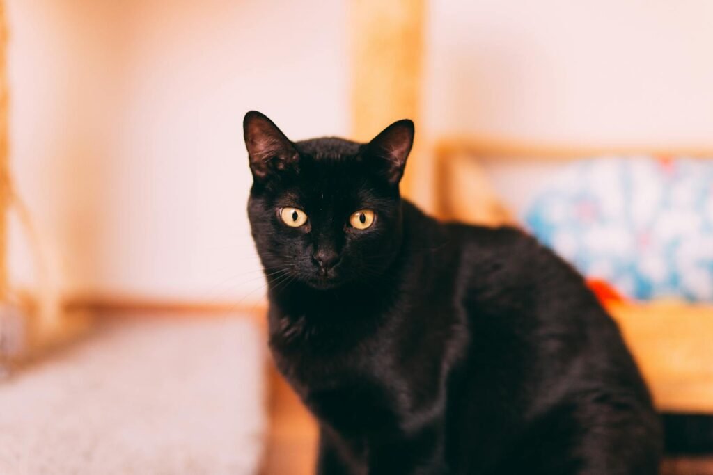A detailed portrait of a black cat with striking yellow eyes, photographed indoors.