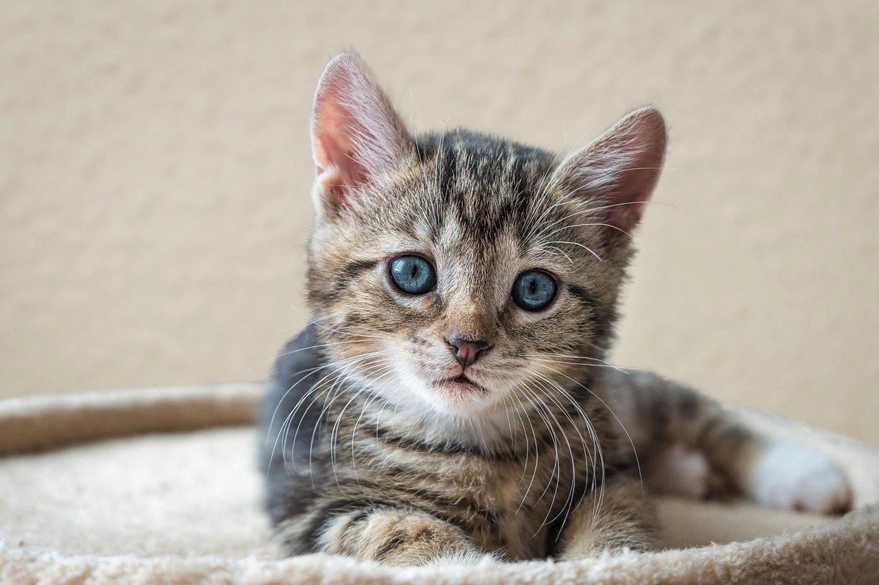 Cat's Personality