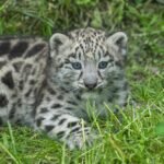 baby snow leopard, snow leopard, young, cats, nature, wildlife, cute, animal, big cat, no pet, zoo, zoo salzburg, snow leopard, snow leopard, snow leopard, snow leopard, snow leopard, zoo, zoo