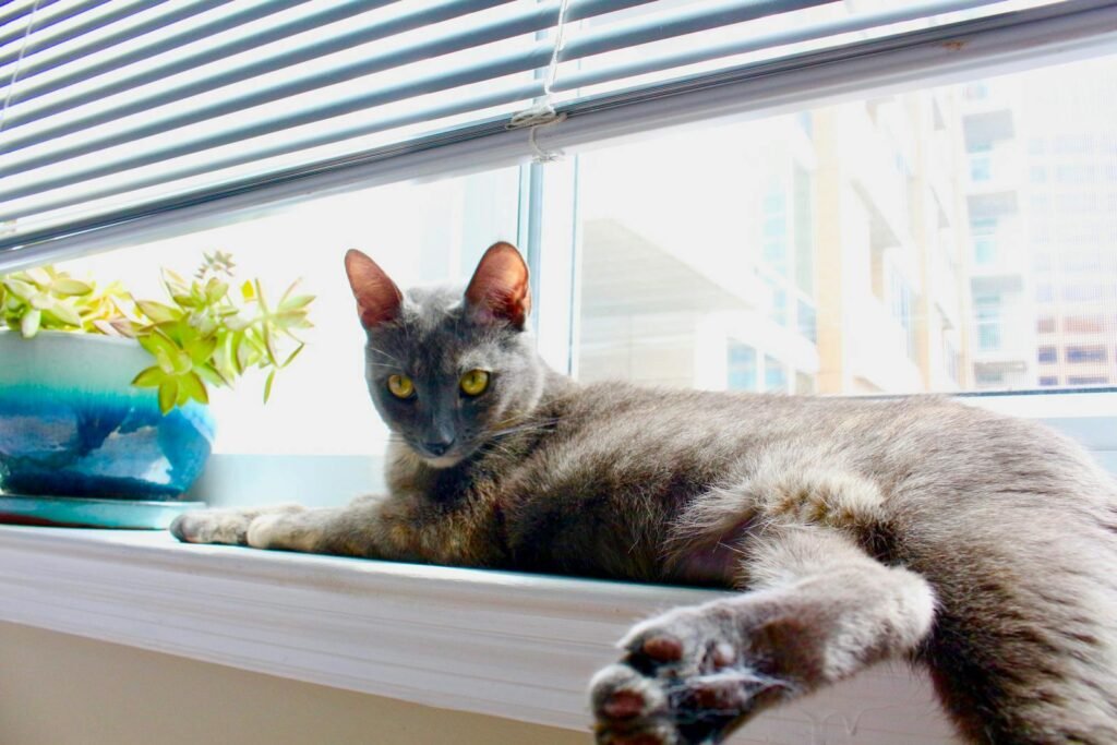 A Korat cat lounging indoors by a window with a succulent plant in view.