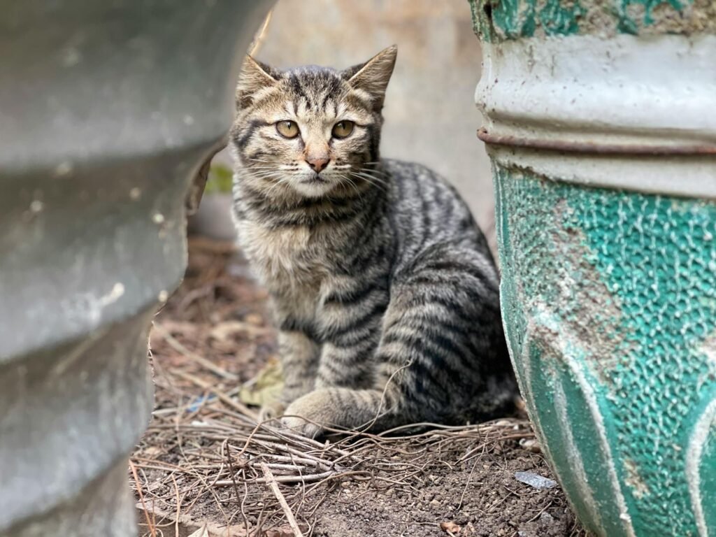 Adorable tabby cat sitting between pots outdoors, showcasing its furry, striped fur and curious look.