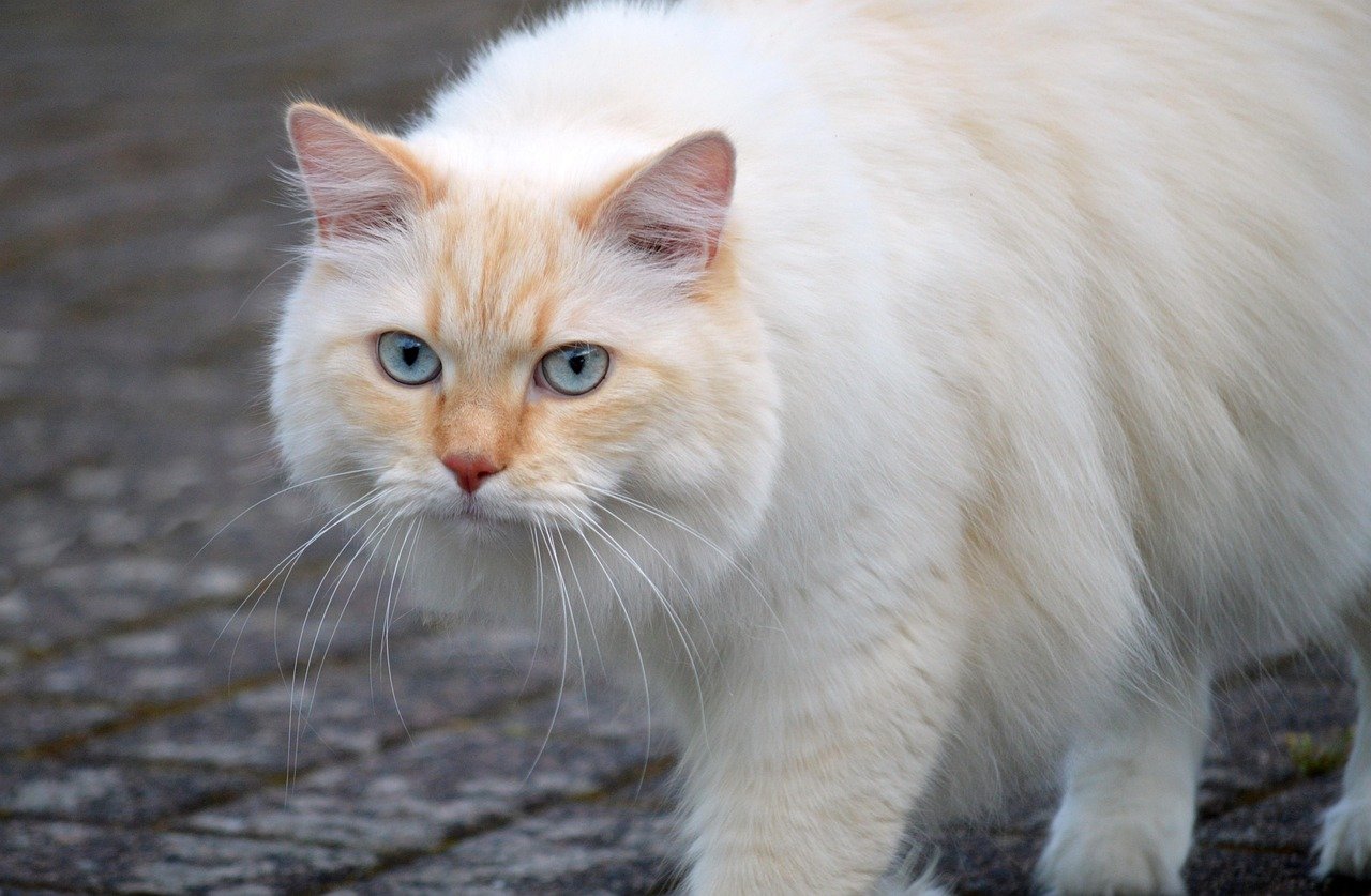 cat, domestic animal, animal, mammal, domestic cat, wildlife, outdoors, whiskers, cat face, eyes, close up, cat eyes, head, nose, cat portrait, animal world, fur, attentive, curious, cat body, watch, soft fur, cat hair, pet, sneak up on, nature, cat, cat, cat, cat, cat