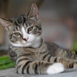 8 Little-Known Grooming Habits of Cats