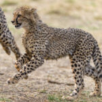Controlling Prey Populations