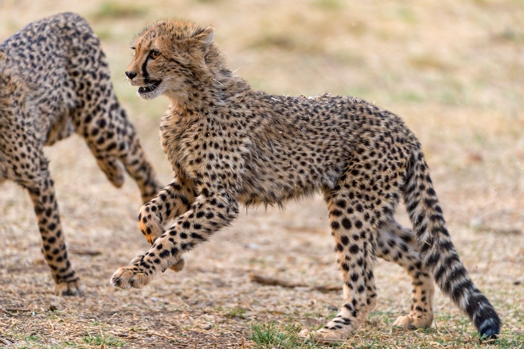 Controlling Prey Populations