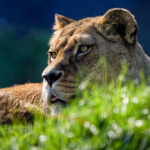 Communicate Across Species