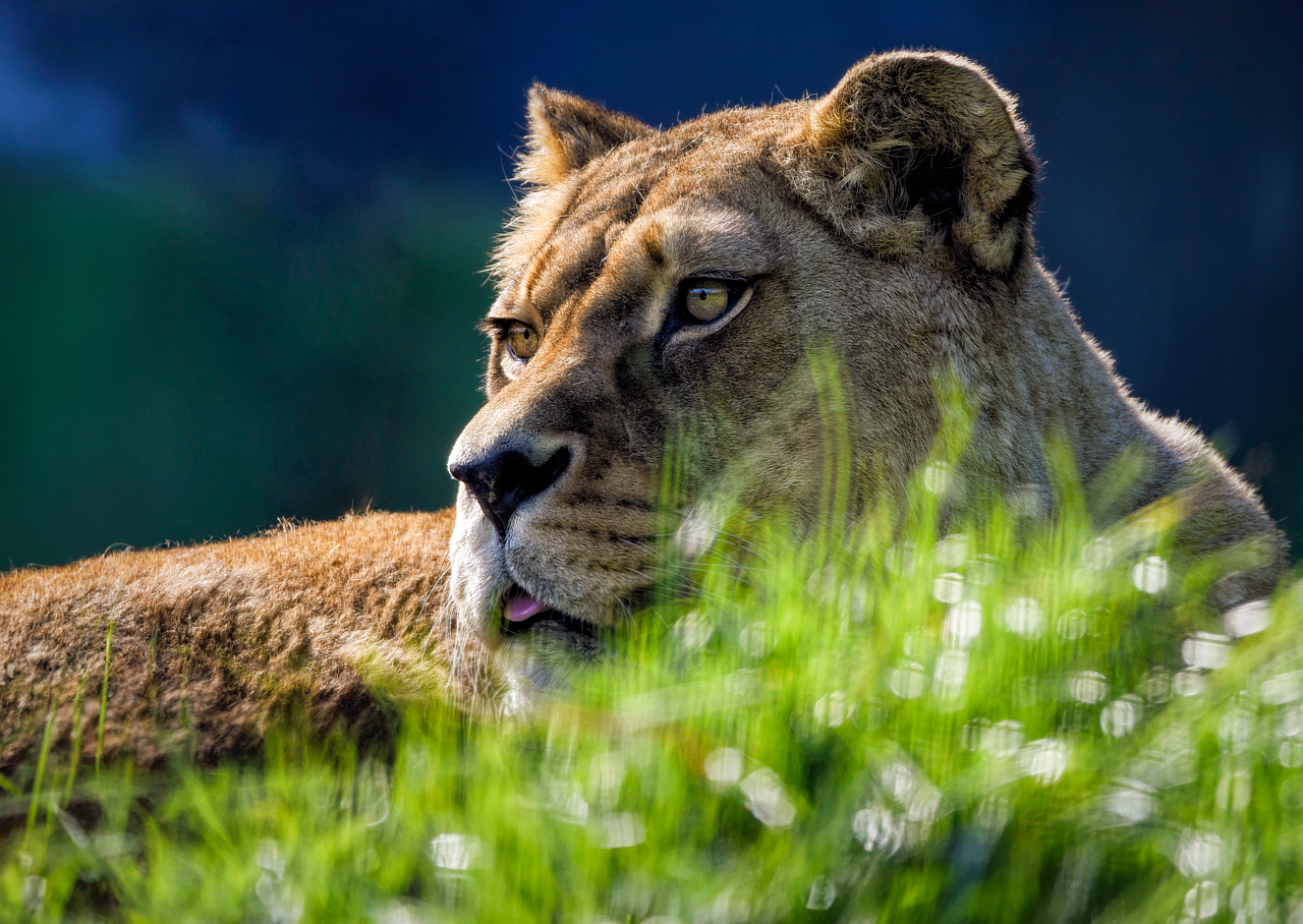 Communicate Across Species