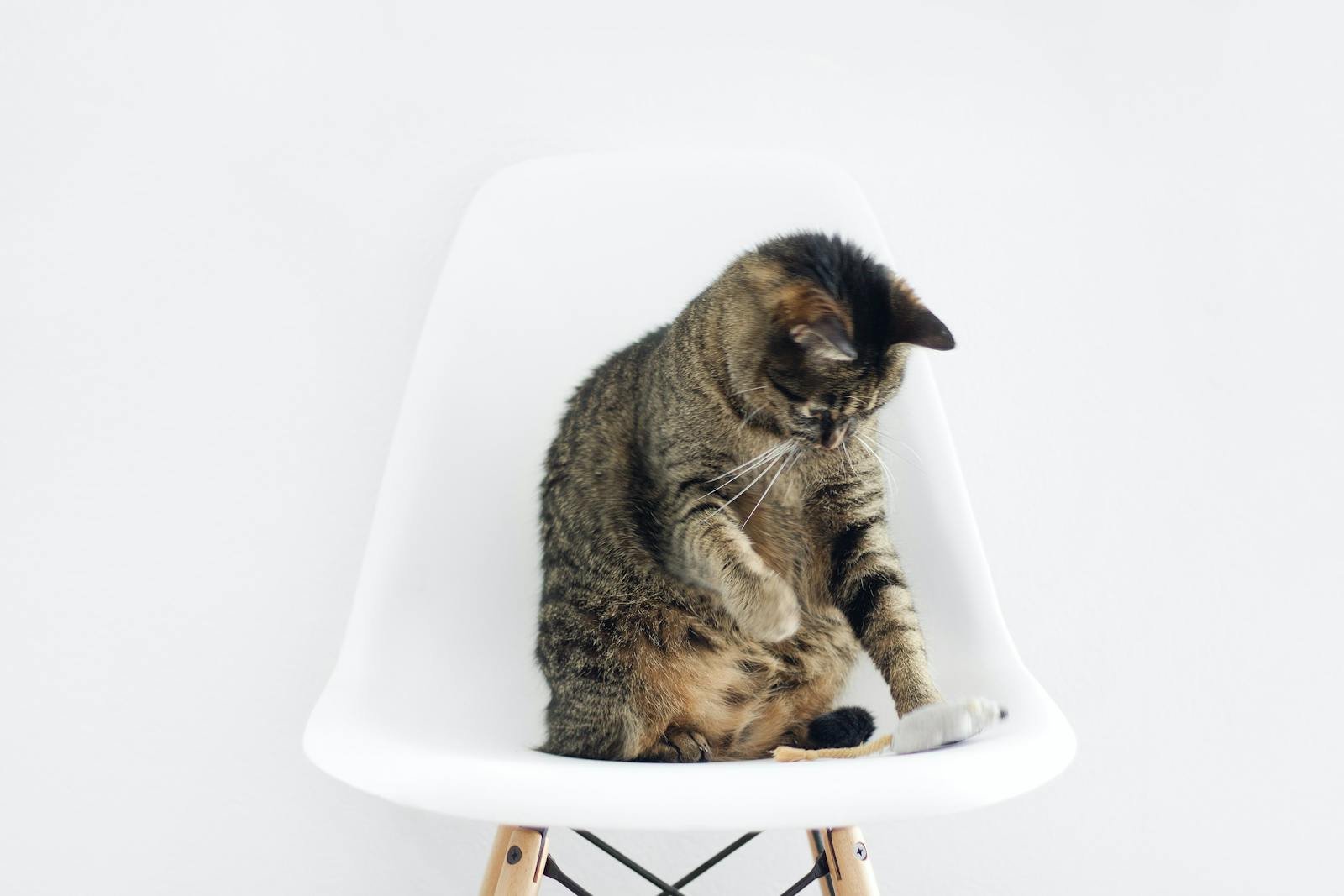 Adorable tabby cat sitting on a modern white chair. A perfect blend of minimalism and feline charm.