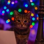 Environmental Allergens