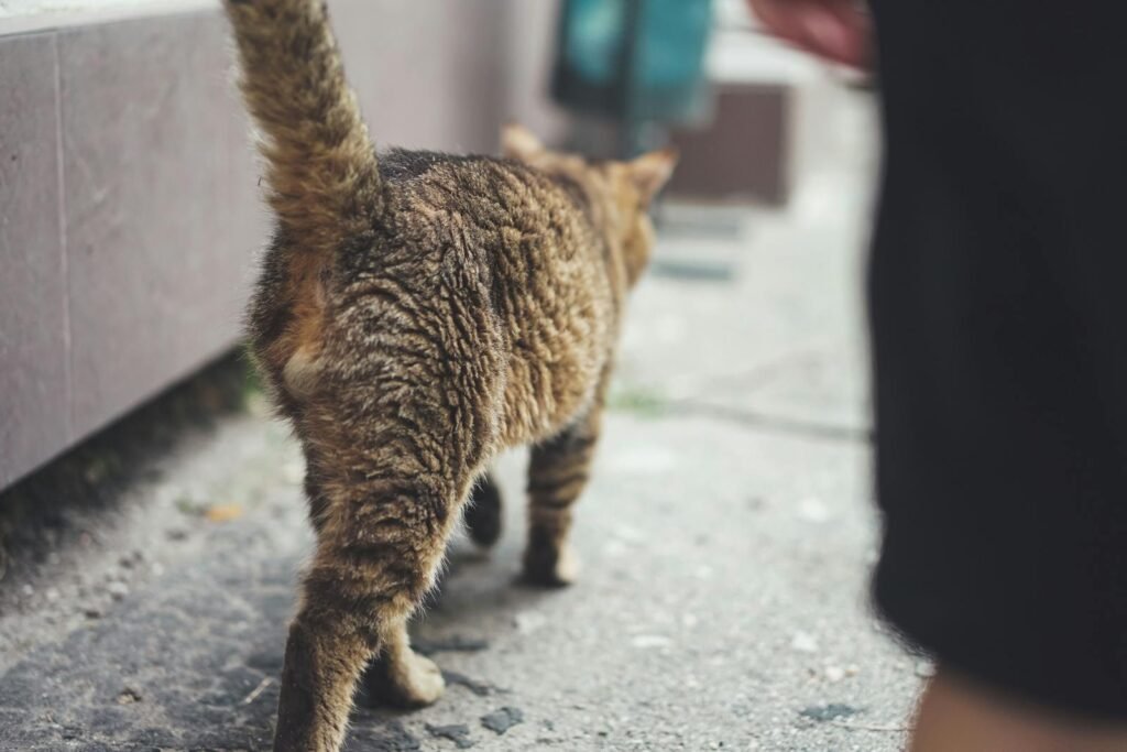 Captivating street photo of a domestic cat walking away, tail up, outdoors.