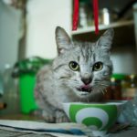 Close-up of a domestic cat licking its lips while eating from a ceramic bowl indoors.