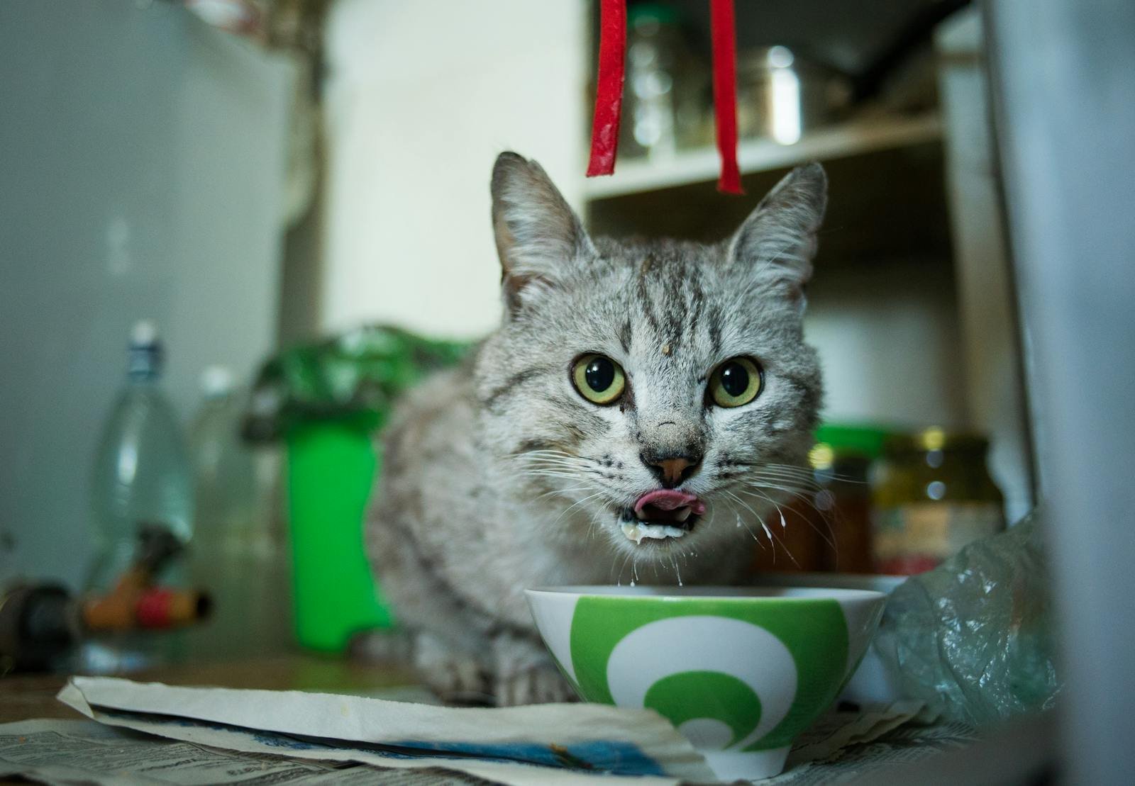 Close-up of a domestic cat licking its lips while eating from a ceramic bowl indoors.