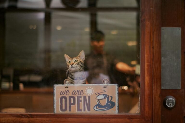 A cat sitting at a cafe window with an 'open' sign, inviting ambiance.