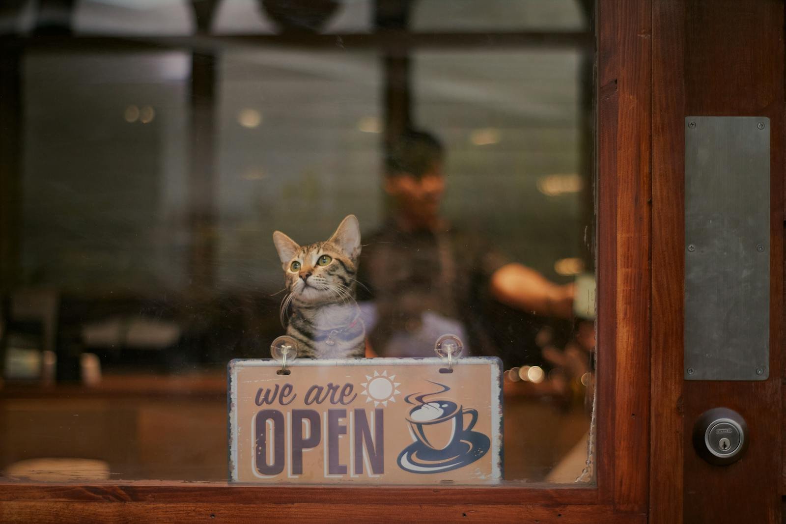 A cat sitting at a cafe window with an 'open' sign, inviting ambiance.
