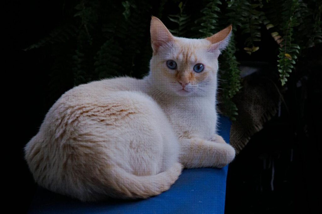 A relaxed blue-eyed cat with light fur resting on a surface with plants in the background.