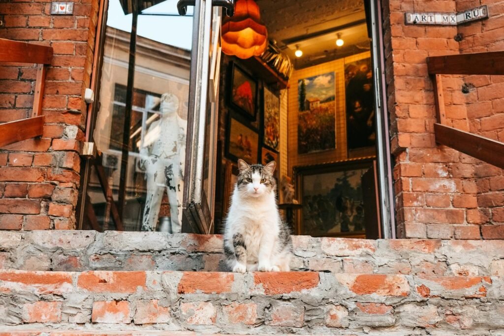 A fluffy tabby cat sits on brick steps leading into a vintage art gallery.