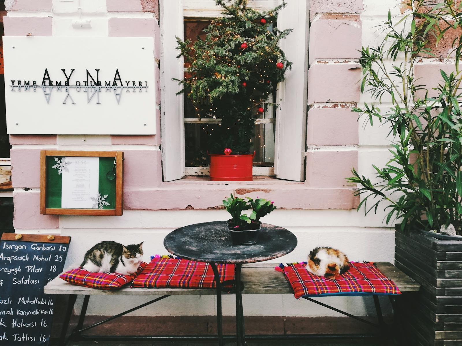 Charming sidewalk cafe with Christmas tree, festive decor, and resting cats on cushions.
