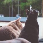 Two adorable cats sitting by a window enjoying the view outdoors.