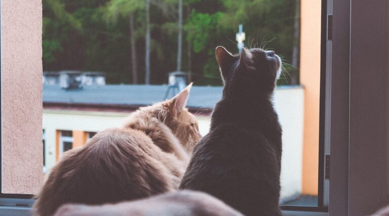 Two adorable cats sitting by a window enjoying the view outdoors.