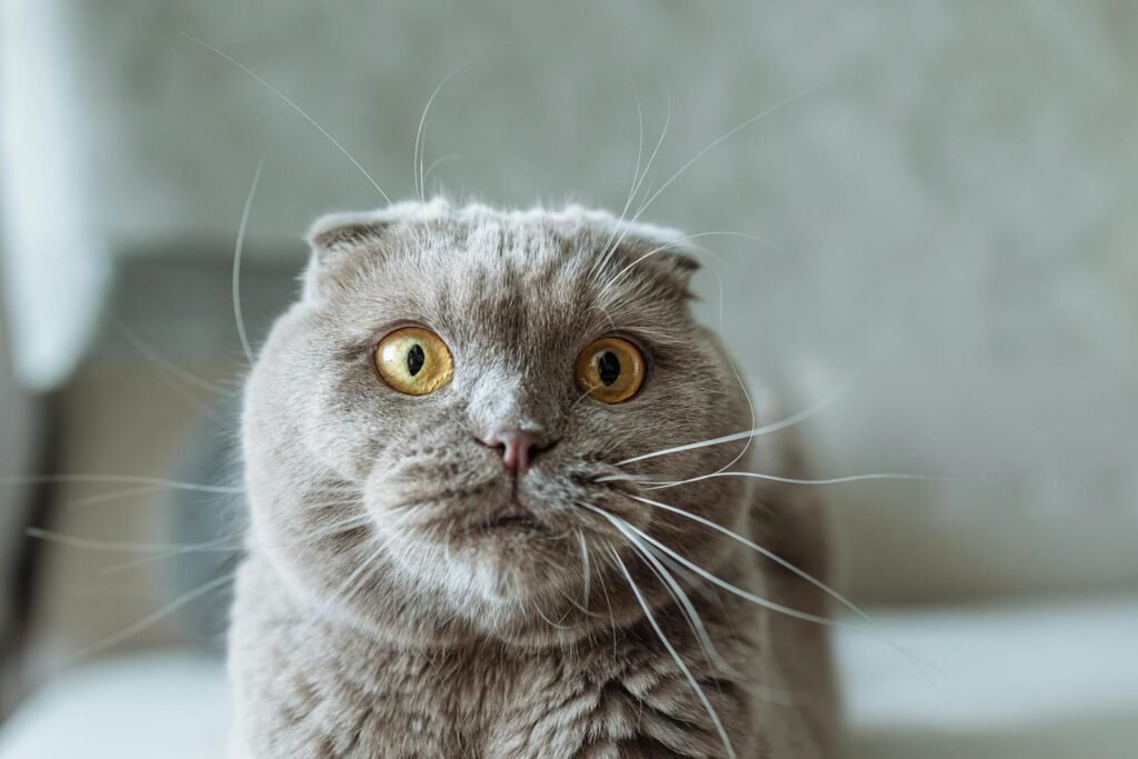 A cute Scottish Fold cat with striking yellow eyes and a blurred background. Perfect for pet enthusiasts.