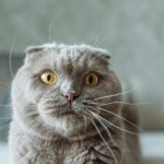 A cute Scottish Fold cat with striking yellow eyes and a blurred background. Perfect for pet enthusiasts.