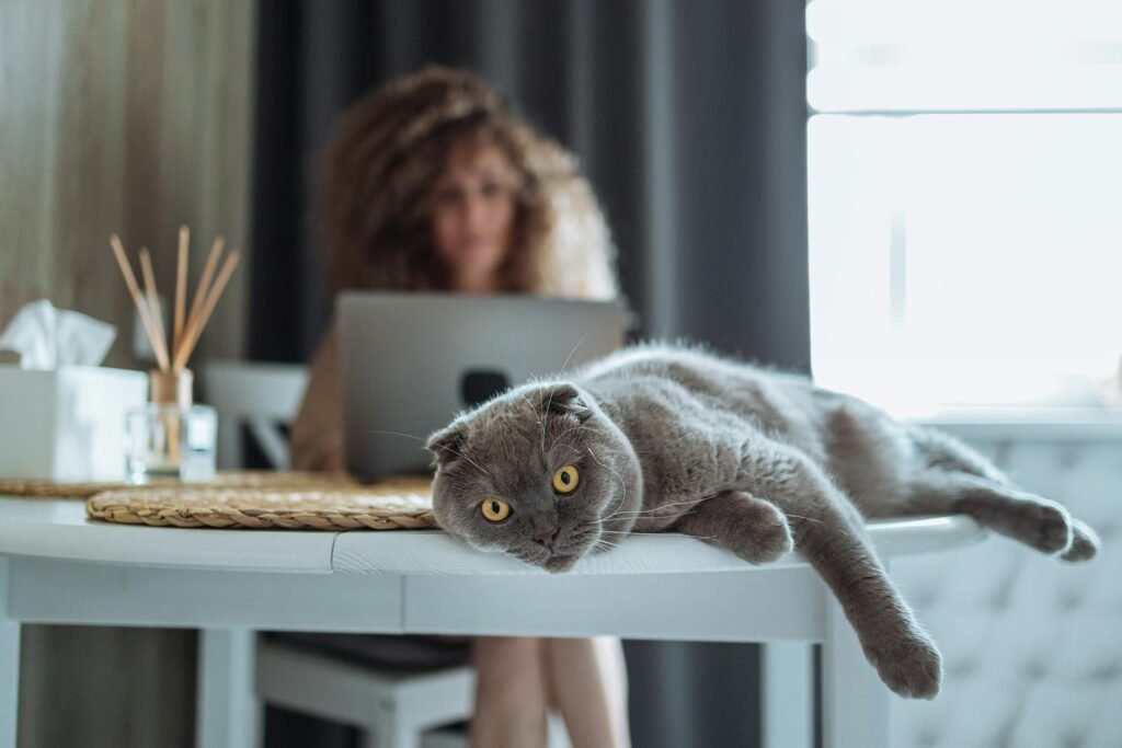A Scottish Fold cat lies relaxed on a table with a blurred woman working on a laptop in the background.