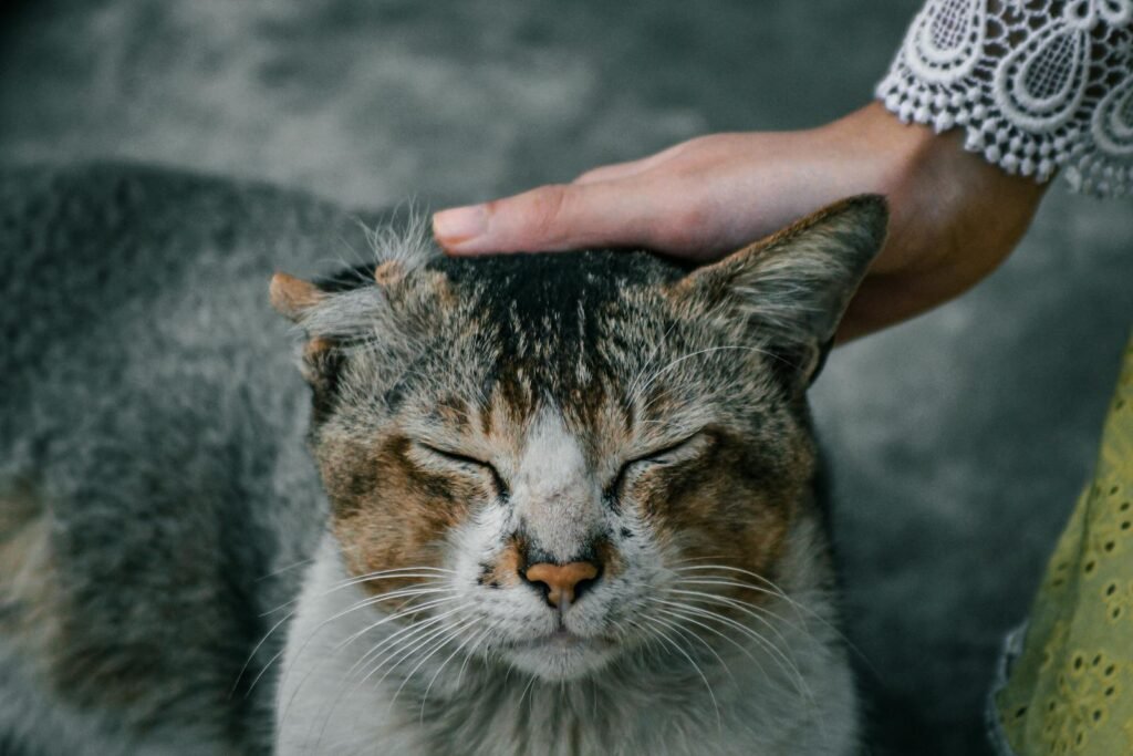 A person gently pets a content street cat with closed eyes, enjoying the moment.