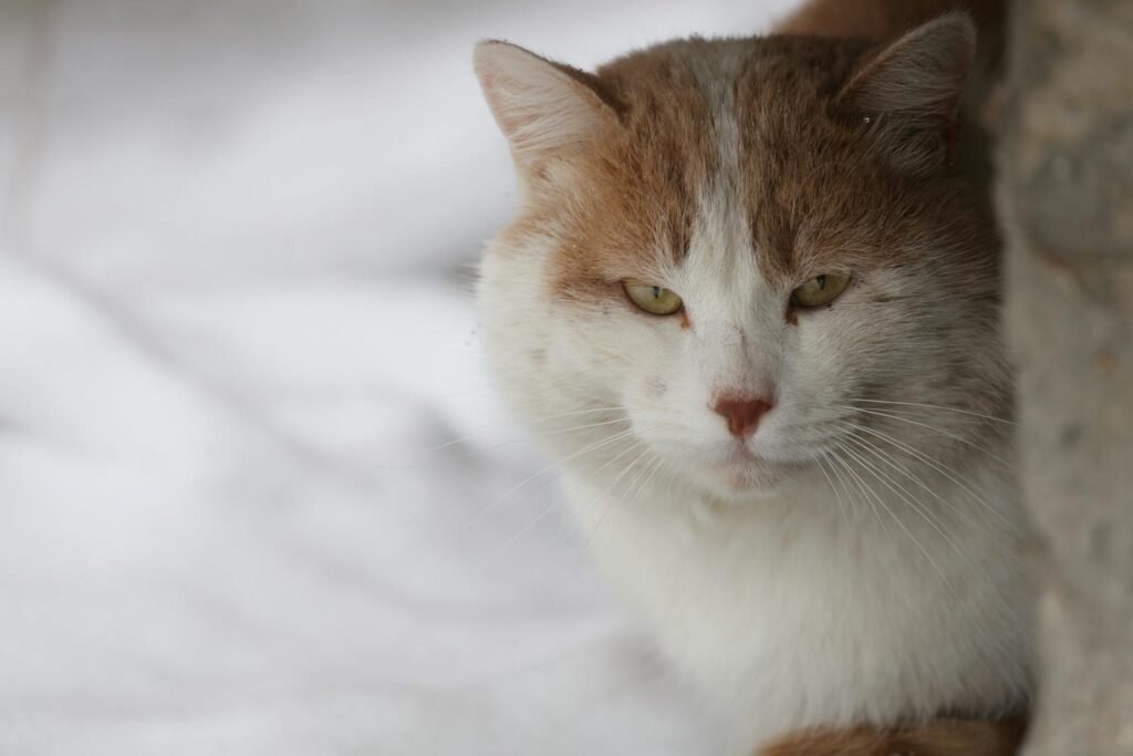 Cute domestic cat with striking eyes, white and brown fur, and an attentive gaze.