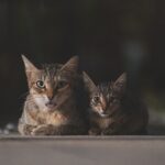 cats, animals, mammal, kitten, feline, domestic, pet, nature, family, baby cat, cute, young, small