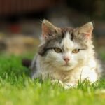 cat, kitten, pet, young cat, animal, nature, domestic cat, feline, mammal, portrait