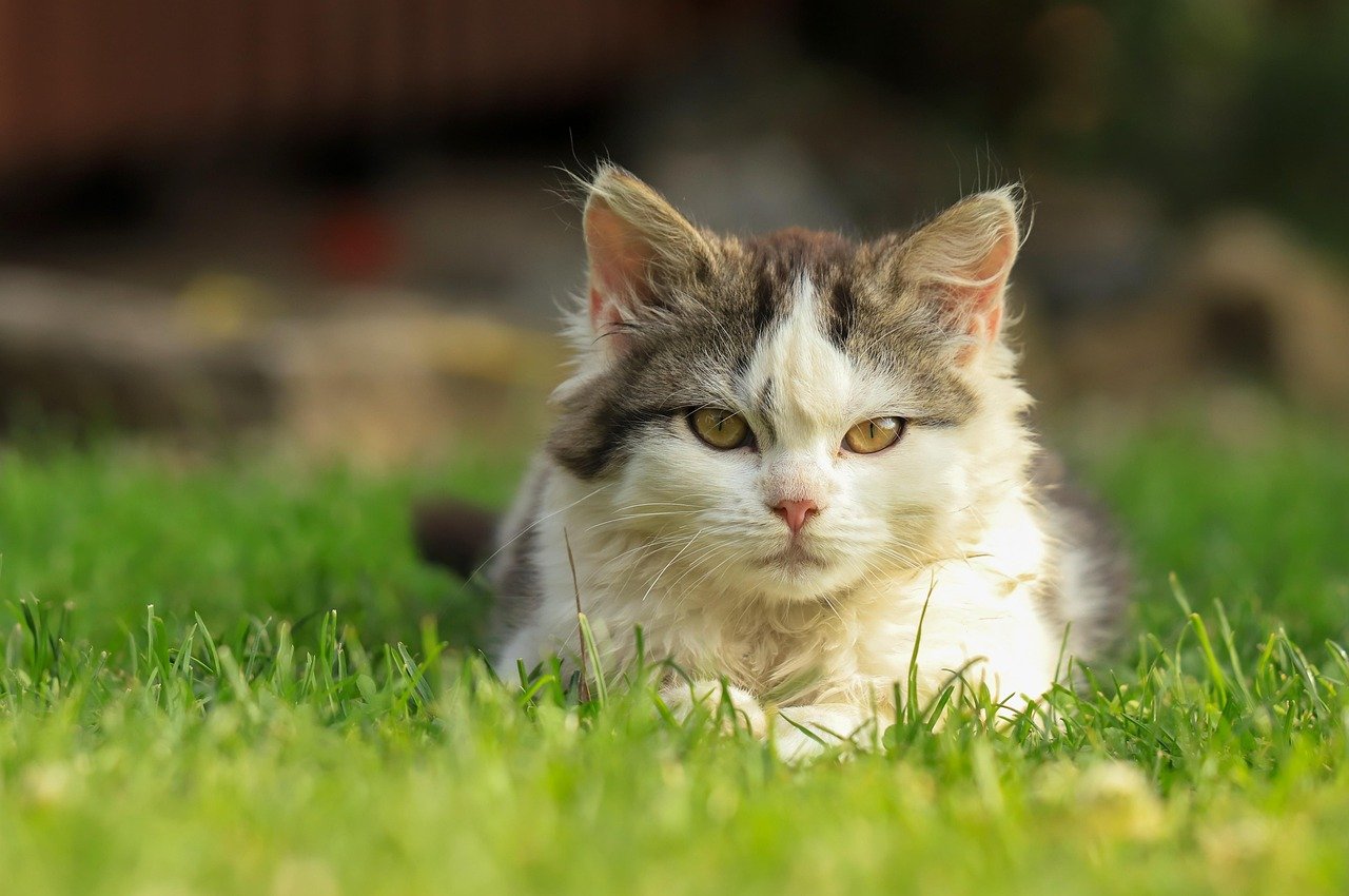 cat, kitten, pet, young cat, animal, domestic cat, nature, feline, mammal, portrait
