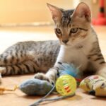 A cute tabby cat playing with various colorful toys on a sunlit floor indoors.