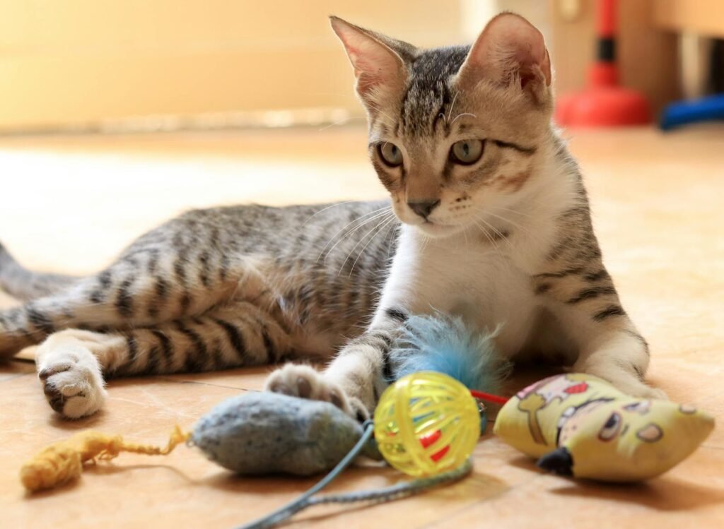 A cute tabby cat playing with various colorful toys on a sunlit floor indoors.